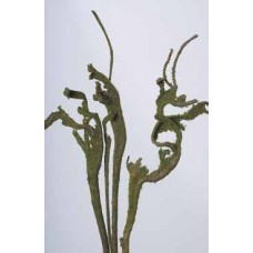NATRAG 20" Moss Coat-